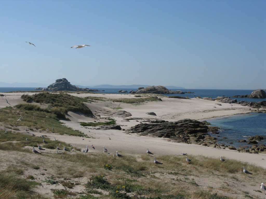 Seguimento e avaliación de aves mariñas&nbsp;ameazadas