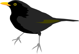 Blackbird