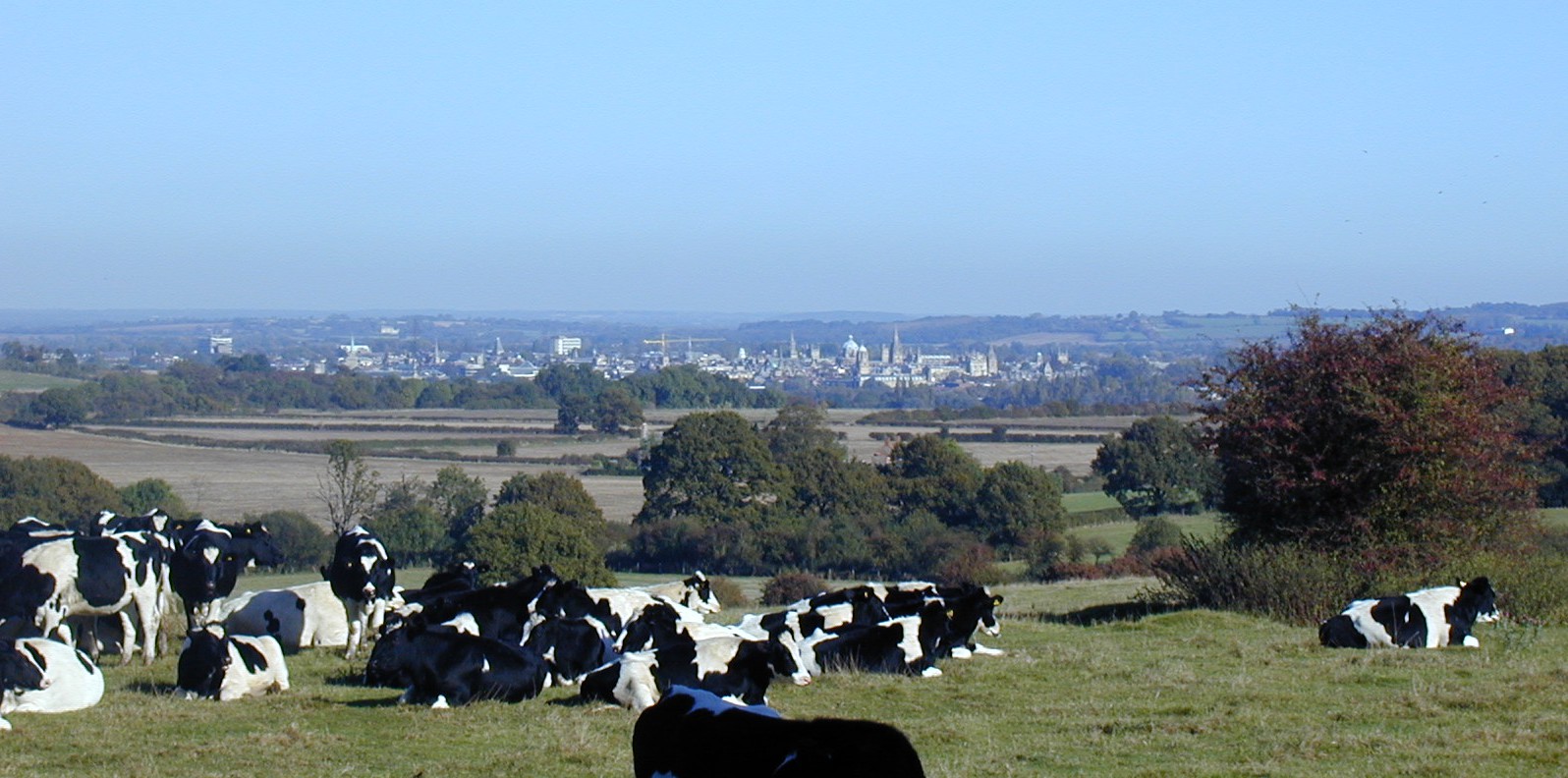Campiña en las afueras de Oxford. La biodiversidad de estos paisajes depende en gran medida de los setos.