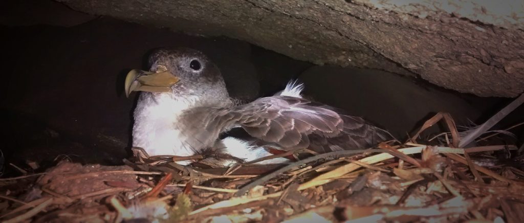 Conservación de la pardela&nbsp;cenicienta