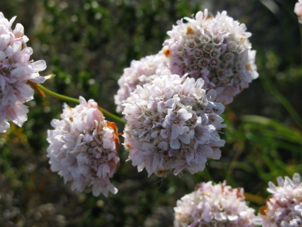 Armeria pungens
