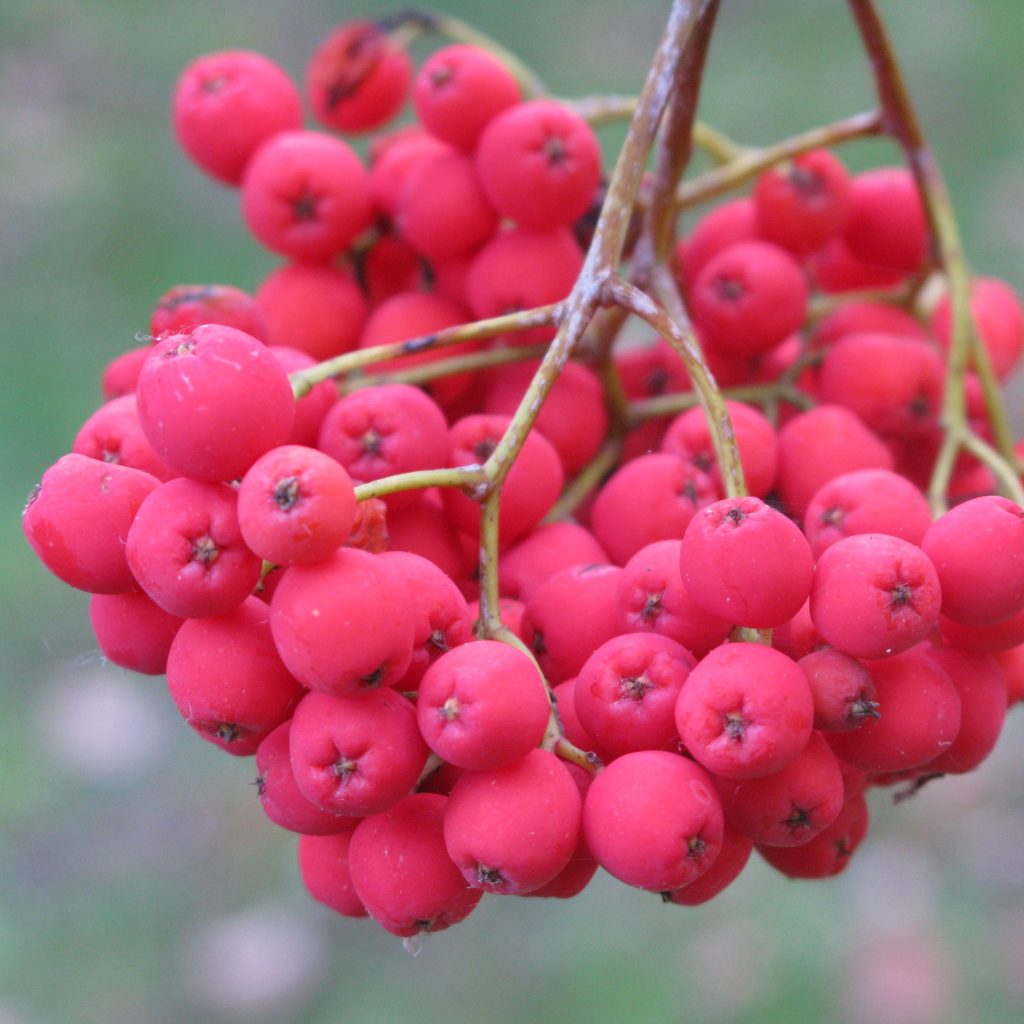 Ecología del serbal, un árbol de&nbsp;montaña