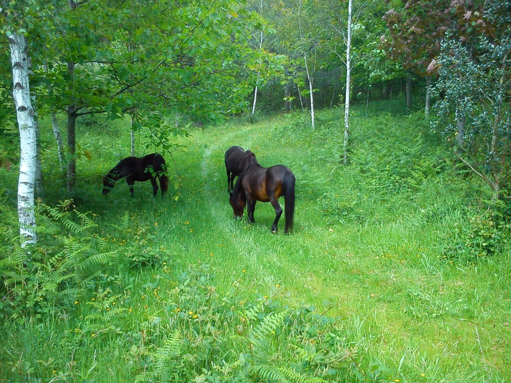 Restauración ecolóxica do Campus da Universidade de&nbsp;Vigo