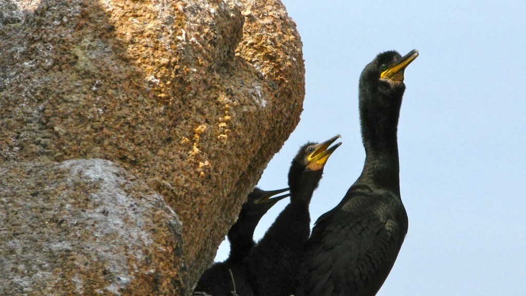 Plan de conservación del cormorán&nbsp;moñudo