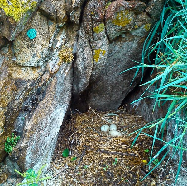 nido de cormorán en la isla de Ons