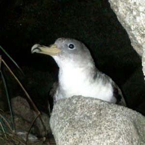 Calonectris diomedea Cory's shearwater