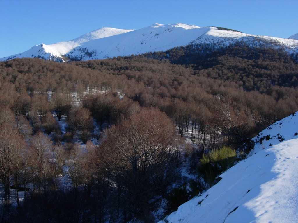 hayedo, faial, beech woodland