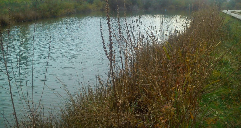 vida de sapo / a toad’s&nbsp;life