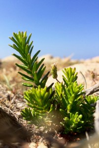 Portuguese crowberry seedling
