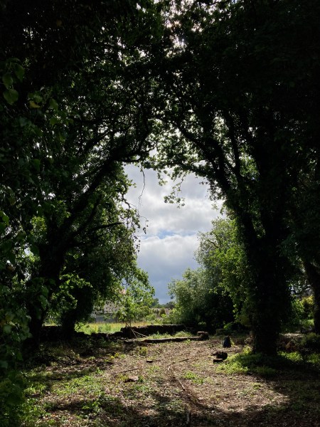 Actuacións de eliminación de Robinia pseudoacacia / Removal of Robinia pseudoacacia, an invasive tree species